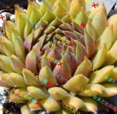 センペルビウム 輸入 Bjorn - メルカリ