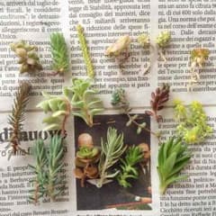 多肉植物 小さい16種類のサムネイル