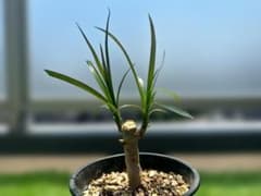 【抜き苗発送】ドラセナ・コンシンネ 観葉植物 発根済みのサムネイル