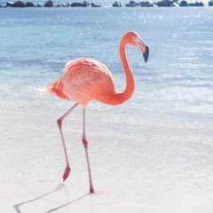 がんこちゃん様 専用のサムネイル