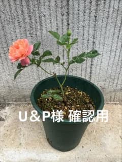 U＆P様　確認用のサムネイル
