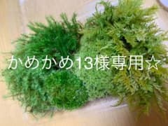 天然 苔 2点 おまとめ かめかめ13様専用のサムネイル