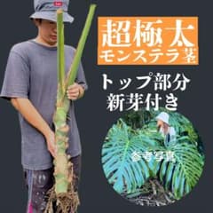大型株 巨大モンステラ 茎 新芽付き 親株写真あり 大型株 巨大モンステラ 茎 新芽付き 親株写真あり - メルカリ