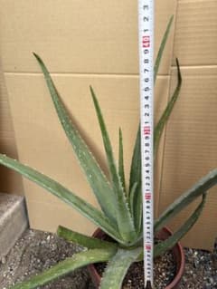 アロエベラ　無農薬　食用　観賞用のサムネイル