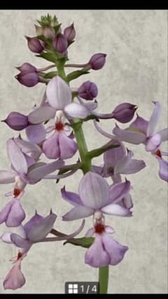 琉球えびね エビネ 花苗　花芽つき　山野草のサムネイル