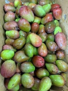 本日最終日【20Kg 】青マンゴー（摘果マンゴー）沖縄産 GreenMango