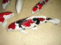 有田焼 錦鯉 置物 昭和 大正３色 勝山 陶器 ニシキゴイ 鯉 祝 コイ 縁起物 有田焼 錦鯉 置物 昭和 大正3色 勝山 陶器 ニシキゴイ 鯉 祝 コイ