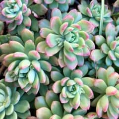 多肉植物 マッコス カット苗 - メルカリ