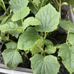 ⑭大きめ苗! 青鬼❣️華切子❣️ちょこん❣️発根済 6苗メルカリ便送料込 ㉜大きめ苗! 青鬼❣️ちょこん❣️華切子❣️おらいさん発根
