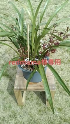 R7年　キンリョウヘン　発芽4(6寸鉢) redmama様専用のサムネイル