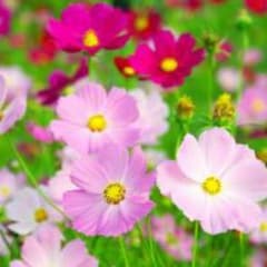 杉田しおり様専用のサムネイル