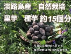 自然栽培　里芋　種芋のサムネイル