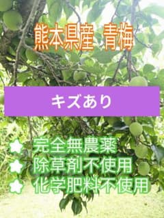熊本県産 青梅 キズあり10kg(箱込み)のサムネイル