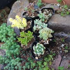 多肉植物　セダム　リンダリンダ　スプリングワンダー×乙女心　ミモザ　などのサムネイル