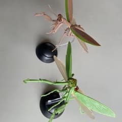昆虫ガチャ　BANDAI 4点セット　カマキリ　クワガタ　オオスズメバチのサムネイル