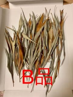 グレビレアゴールドB品です②のサムネイル