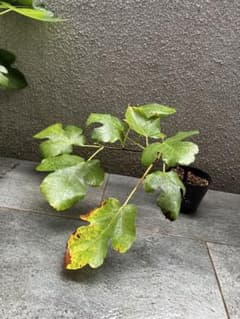 イチジク ビオレソリエス 苗木のサムネイル