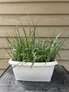 ユッカ ロストラータ 50株 鉢植え発送 - メルカリ