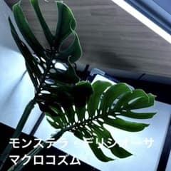m*m様 モンステラデリシオーサマクロコズム超希少系統鉢植え73