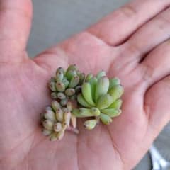 ゆう 様　専用ページのサムネイル