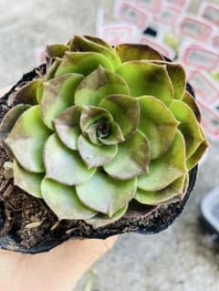 A44アエオニウム　多肉植物　黑魔　抜き苗のサムネイル