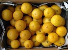 田中さくら様専用　黄金柑　(約1.7Kg)のサムネイル