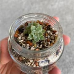 エケベリア　多肉植物のサムネイル