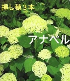 ✤ ルビーのアナベル ✤ 挿し穂 3本＋α ⚘˖* ネコポス発送 ⚘˖* アナベルの挿し穂3本 - メルカリ