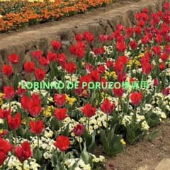 LOBINHO DE PORUCO様 専用のサムネイル