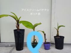 アイスクリームバナナ☆ポット苗のサムネイル