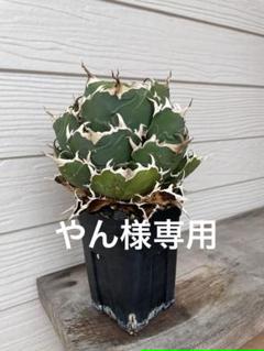 アガベ チタノタ 白鯨 厳選コンパクト コレクション株 ボール