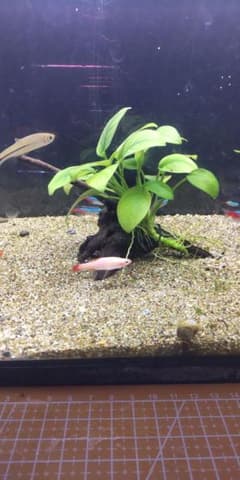 アヌビアスナナ　水草付き流木のサムネイル
