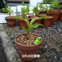 山野草　武徳ホテイ　アツモリソウ　来年開花予定6号鉢B 山野草 武徳ホテイ アツモリソウ 来年開花予定6号鉢B - メルカリ