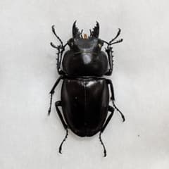 標本 規制前野外品西表島産ヤエヤママルバネクワガタ♂44mm - メルカリ