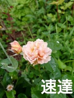 和バラ苗　いおりのサムネイル