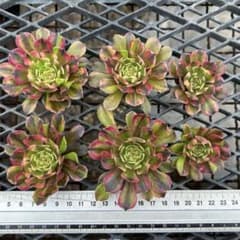 アエオニウム 人気 カット苗セット 蛍火花顔ピンクディジー 6苗 極上錦