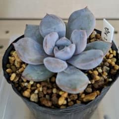 多肉植物 ウインターフラワーのサムネイル