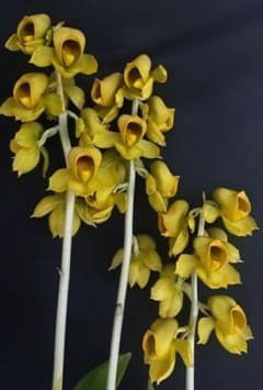 洋らん 洋蘭 タケノコ蘭 Ctsm. Ryan Harrington 開花株 洋蘭 原種 タケノコ蘭 カタセタム Ctsm. planiceps 花芽付き - メルカリ