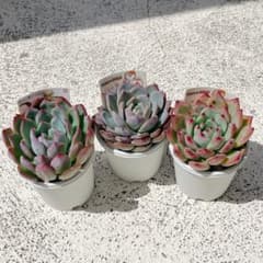 クレムシャンティ札付きポットごとメルカリ便ファームパルクさん苗 クレムシャンティクインコロネット×ラウリンゼ札付きファームパルク