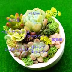 多肉植物カット小苗寄せ植えセット （6㌢鉢使用）のサムネイル