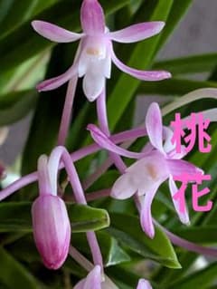 桃花】風蘭 植物 フウラン 着生ラン 山野草 セッコク 1株花芽立ち上り