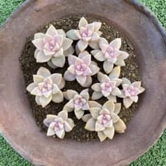 多肉植物 桜牡丹カット苗全て - メルカリ