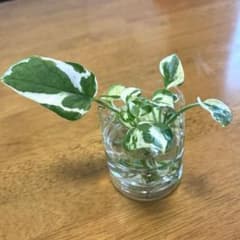 ポトス エンジョイ④カット苗 3本セットのサムネイル