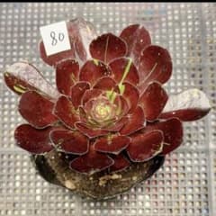 80#多肉植物アエオニウム錦❤️マダラシカ ❤️1大頭12cm拔き苗 - メルカリ