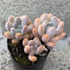 多肉植物　フーケリーのサムネイル