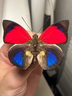 アグリアスクラウディナサルダナパルス♂ ミイロタテハ 蝶標本 甲虫 アグリアスクラウディナサルダナパルス♂ ミイロタテハ 蝶標本 甲虫