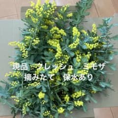 現品 フレッシュ ミモザ 摘みたて 保水あり - メルカリ
