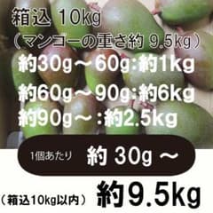 10】約9.5kg グリーンマンゴー 青マンゴー マンゴー 摘果マンゴー