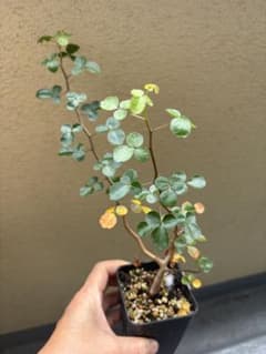 週末セール‼️一点のみ‼️珍奇植物 コミフォラ シヌアータ実生株 鉢