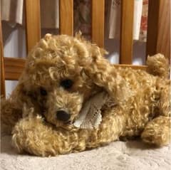 国内作家さま プードル  テディベアのサムネイル